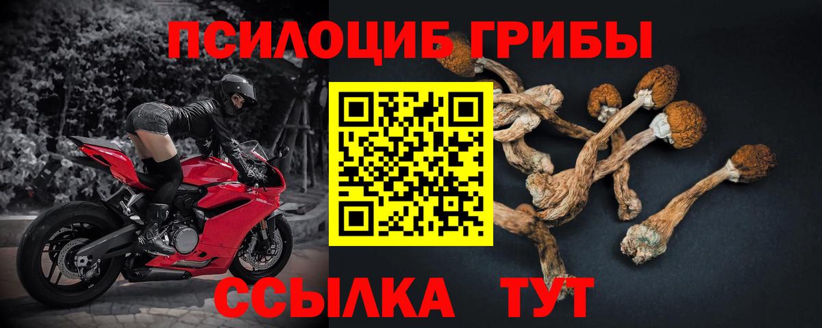 Псилоцибиновые грибы Cubensis Сыктывкар
